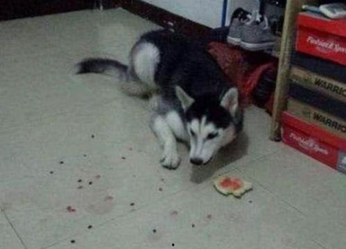 二哈吃瓜小说,揭秘娱乐圈背后的秘密