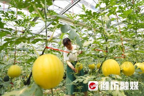 潍坊理工吃瓜,吃瓜群众揭秘校园热点事件