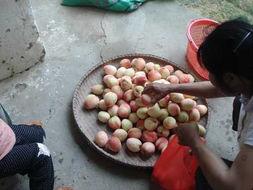 岑岑吃瓜趣事,揭秘娱乐圈幕后花絮