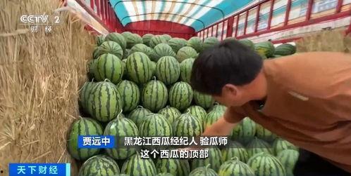 沈师吃瓜,揭秘校园热点背后的故事