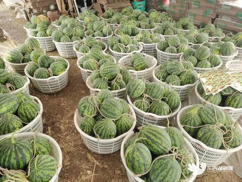 吃瓜赏花赏奇葩,吃瓜赏花赏奇葩，尽享生活百态