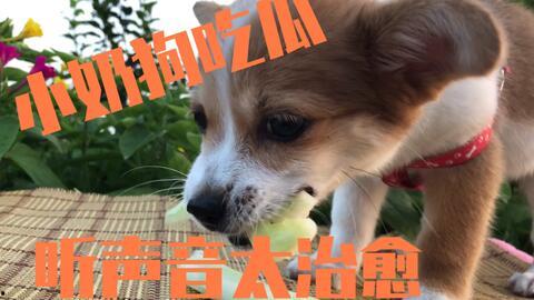 小狗可以吃瓜了吗,小狗可以吃瓜了吗？
