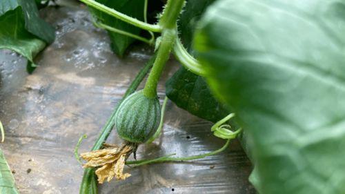 吃瓜小植,揭秘娱乐圈那些不为人知的幕后故事