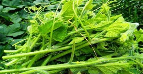 吃瓜尖的南瓜,揭秘吃瓜尖的南瓜魅力