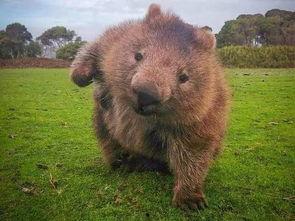 袋熊吃瓜,一场生态与美味的邂逅