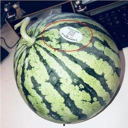 吃瓜网红徐州,揭秘娱乐圈幕后故事