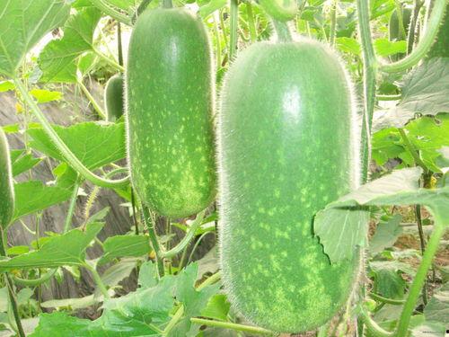 吃瓜 提取码,揭秘“吃瓜”提码背后的趣味与奥秘