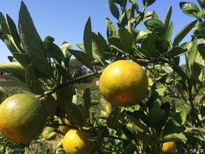 橘仔吃瓜,揭秘瓜果界的甜蜜诱惑