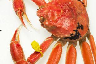 方瓜和螃蟹的能一起吃吗,探究能否共食的饮食奥秘