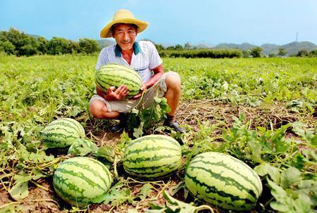路边吃瓜的电影,揭秘电影中的美食与情感交织